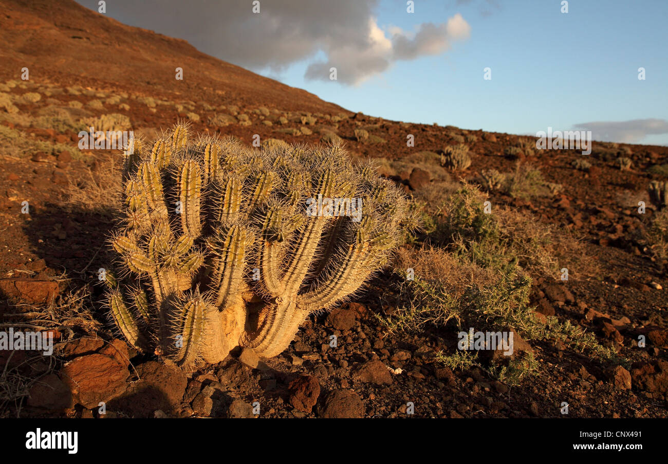 Jandia cactus (Euphorbia handiensis), pianta endemica in semi-deserto, Isole Canarie Fuerteventura Foto Stock