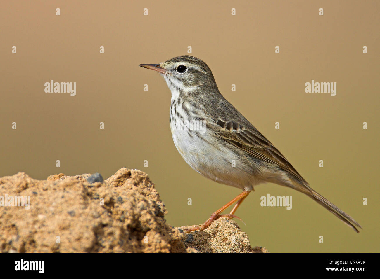 Pitpit canario (Anthus berthelotii), seduta su una roccia, Isole Canarie Lanzarote Foto Stock