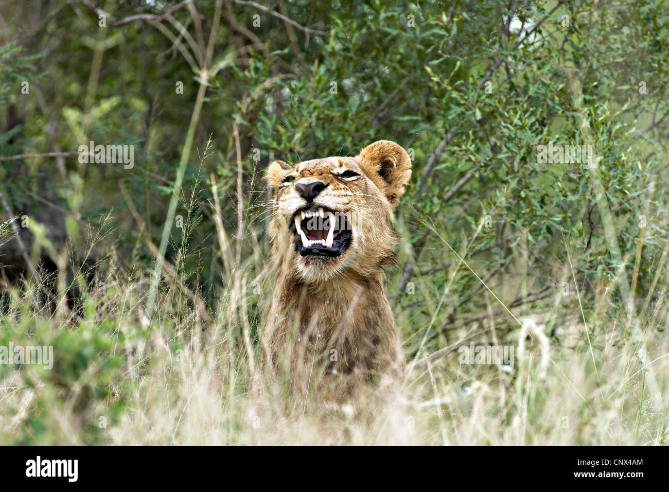 Leonessa africana ( Panthera leo ) in erba lunga , Parco Nazionale Kruger, Sud Africa Foto Stock