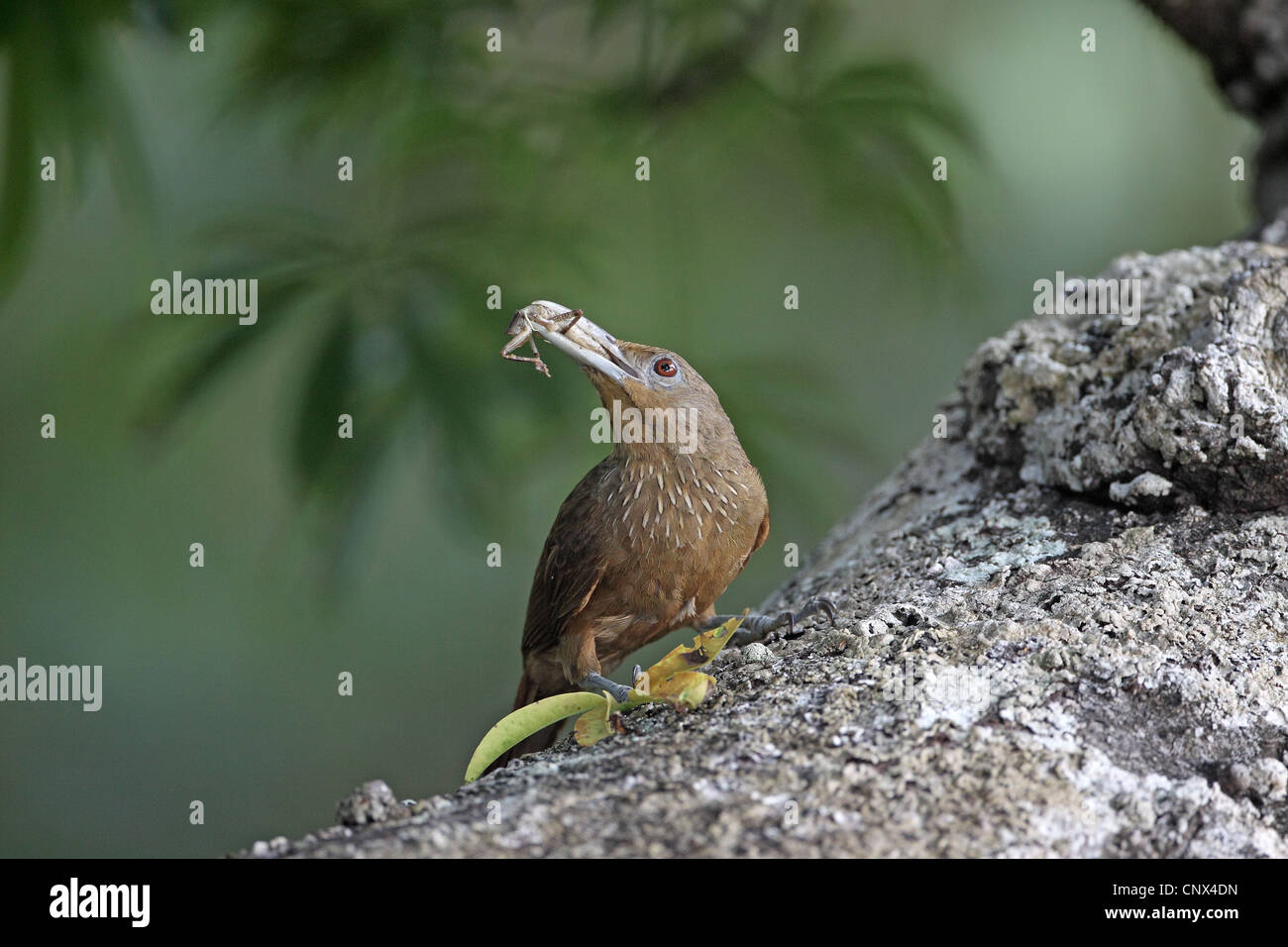La cannella-throated Woodcreeper, Dendrexetastes rufigula, con grasshopper preda di mate Foto Stock