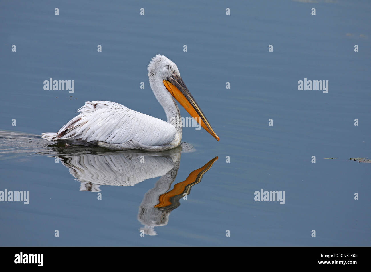 Pellicano dalmata (Pelecanus crispus), nuoto, Grecia, Kerkini-See Foto Stock