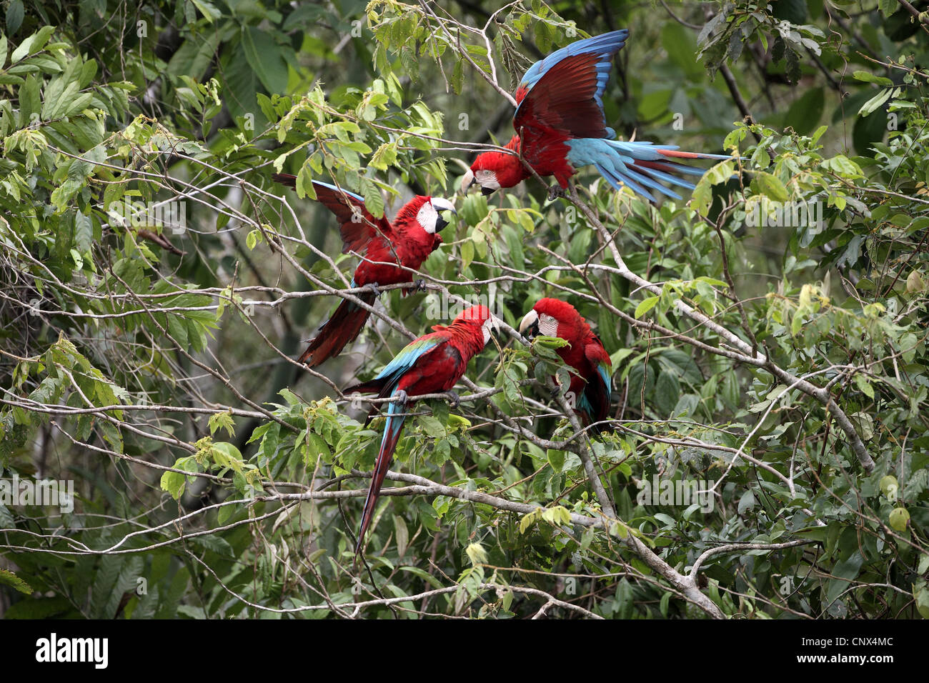 Rosso-Verde Macaw, Ara chloroptera, combattimento Foto Stock