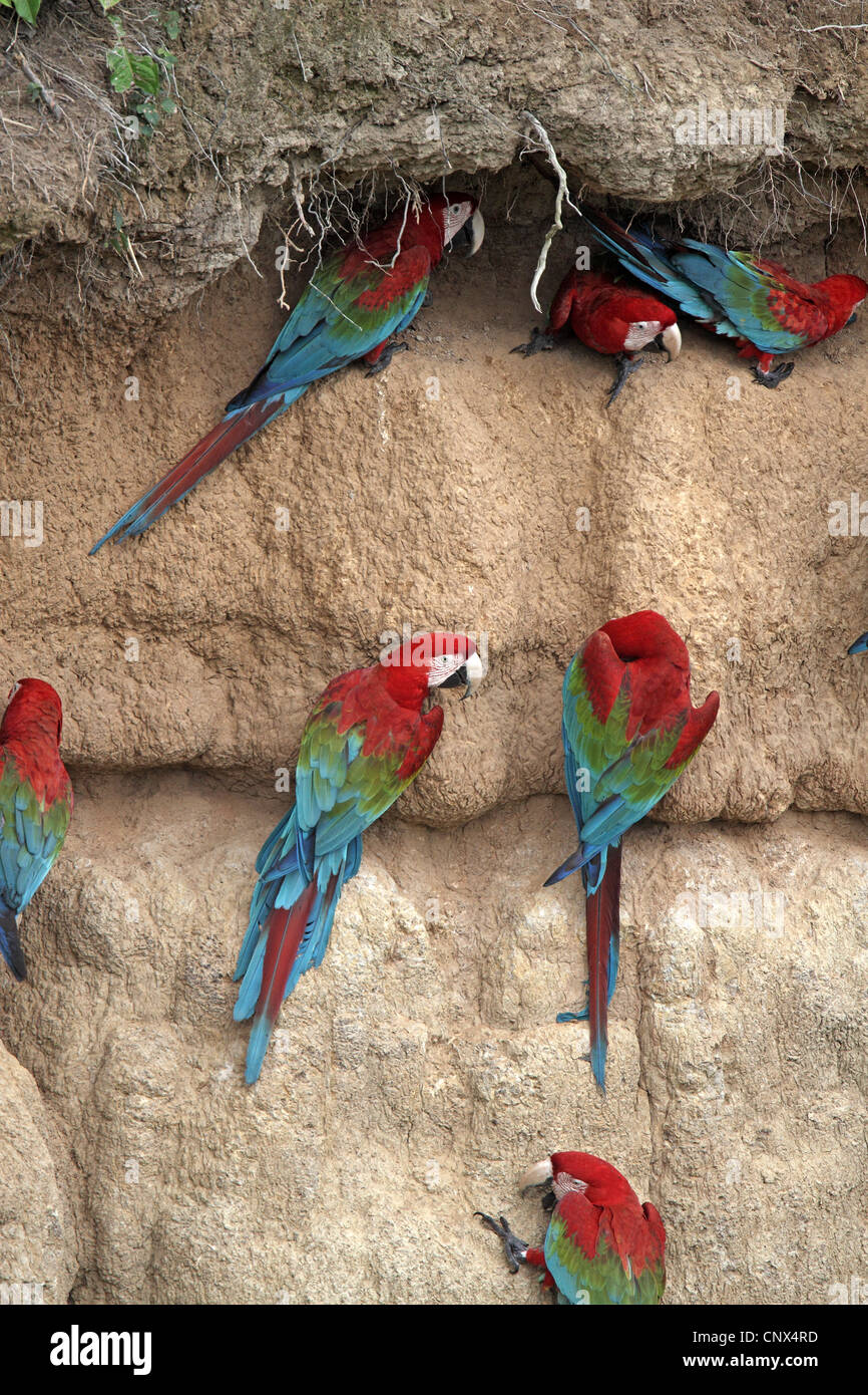 Rosso-Verde Macaw, Ara chloroptera Foto Stock