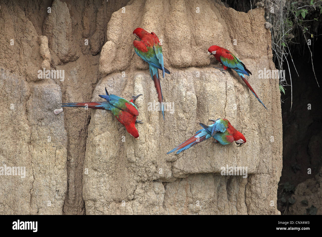 Rosso-Verde Macaw Ara chloroptera Foto Stock