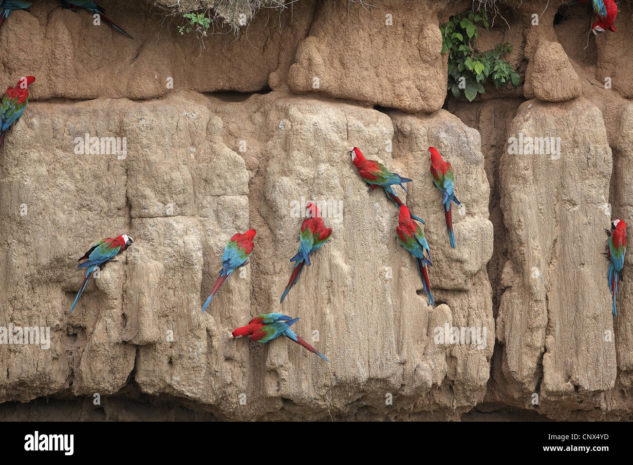 Rosso-Verde pappagalli ara chloroptera Foto Stock