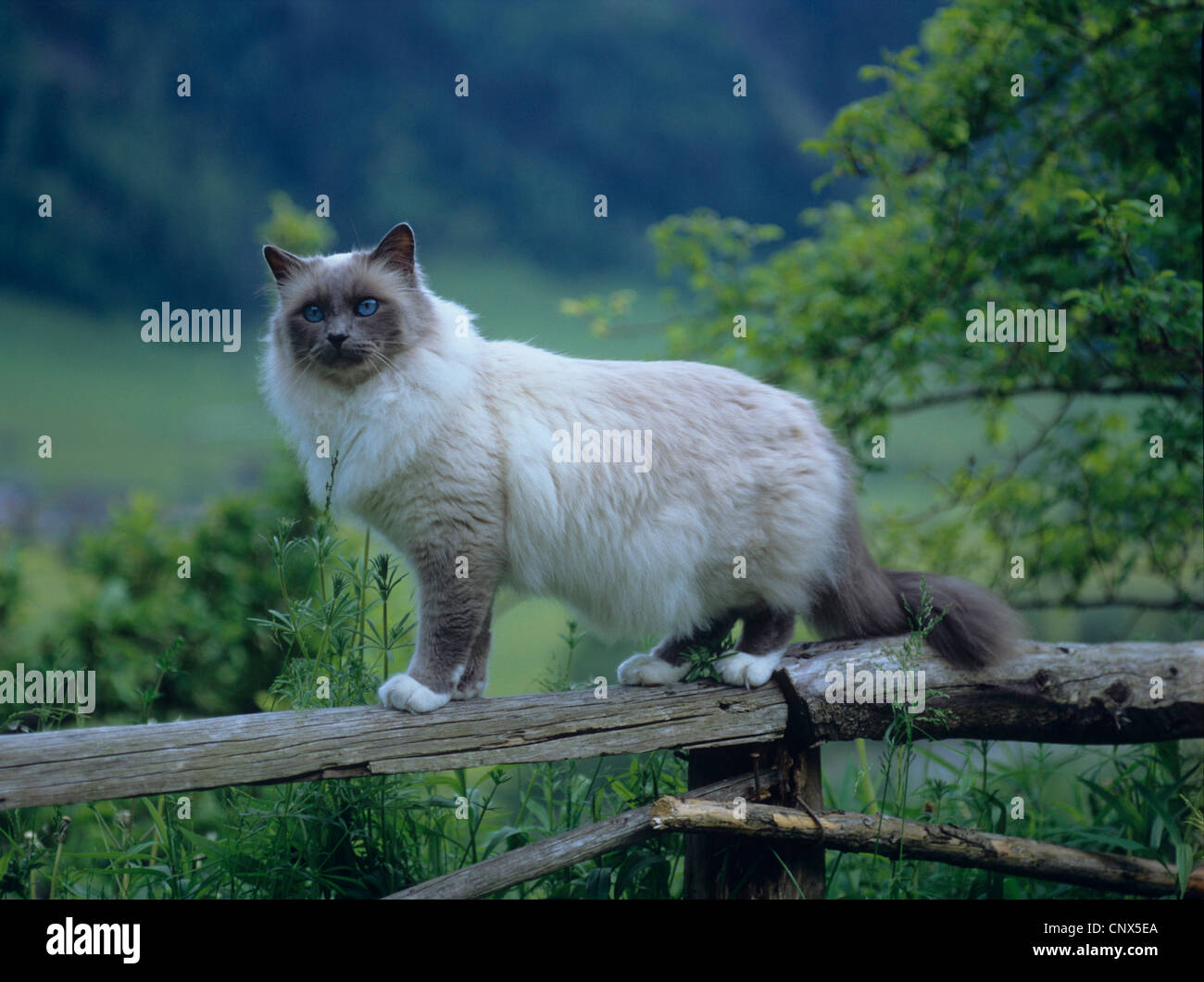 Gatto Sacri di Birmania, Birman (Felis silvestris f. catus), permanente sulla recinzione di legno Foto Stock