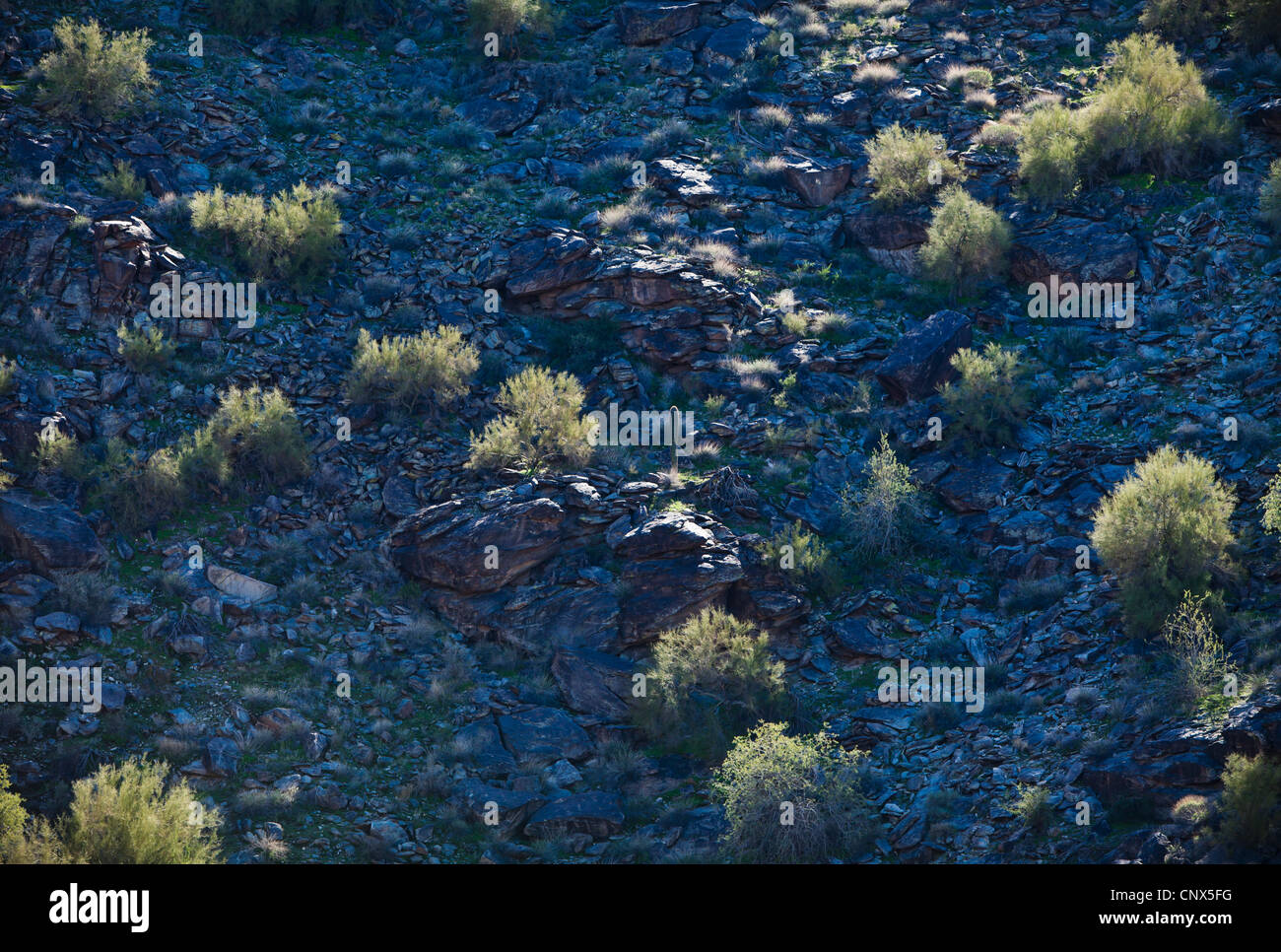 Un colle roccioso in South Mountain Park fuori di Phoenix, Arizona, Stati Uniti. Foto Stock