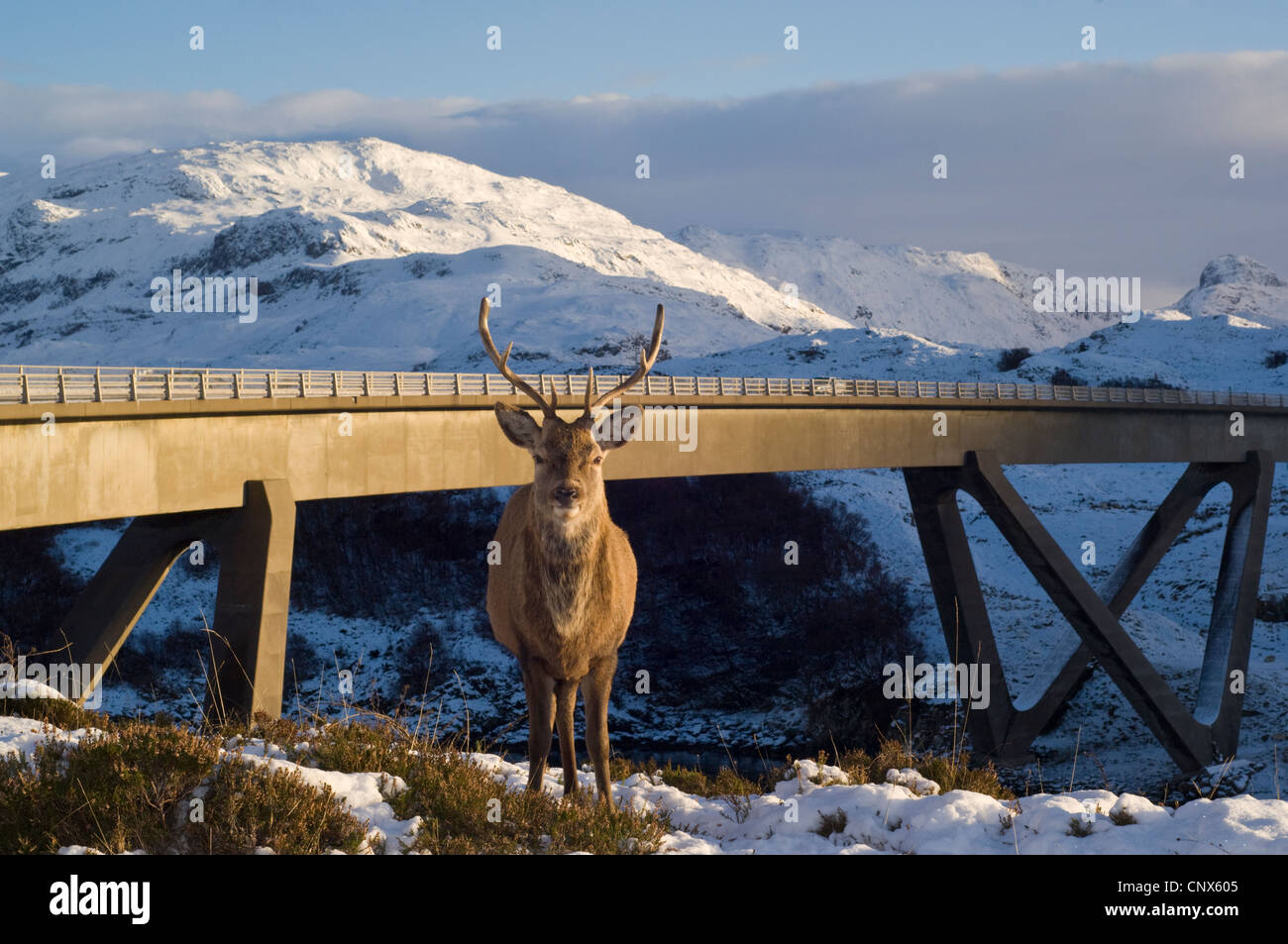 Un cervo rosso cervo (Cervus elaphus) in piedi accanto al ponte Kyleskue, Highlands scozzesi Foto Stock