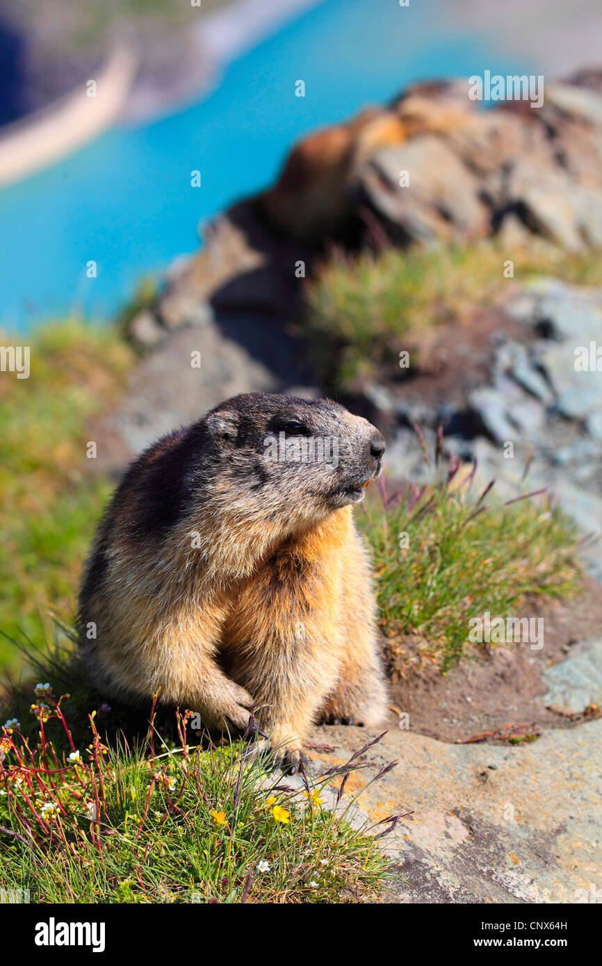 Alpine marmotta (Marmota marmota), seduti in un prato di montagna di fronte ad una vista vertiginosa in una vallata con un fiume, Austria, Parco Nazionale Hohe Tauern Foto Stock