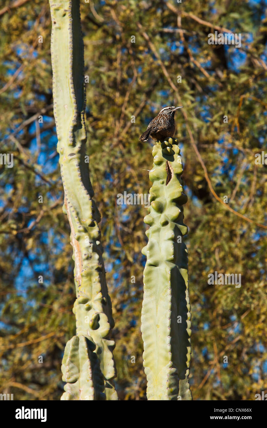 Un Cactus Wren si siede sulla cima di un cactus in Phoenix Desert Botanical Gardens, Phoenix, Arizona, Stati Uniti d'America Foto Stock