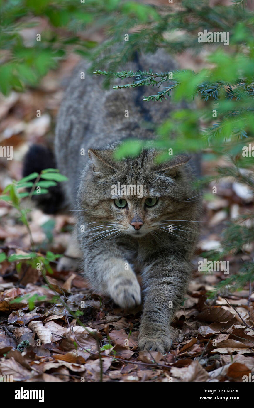 Il gatto selvatico (Felis silvestris), intrufolarsi, Parco Nazionale della Foresta Bavarese Foto Stock