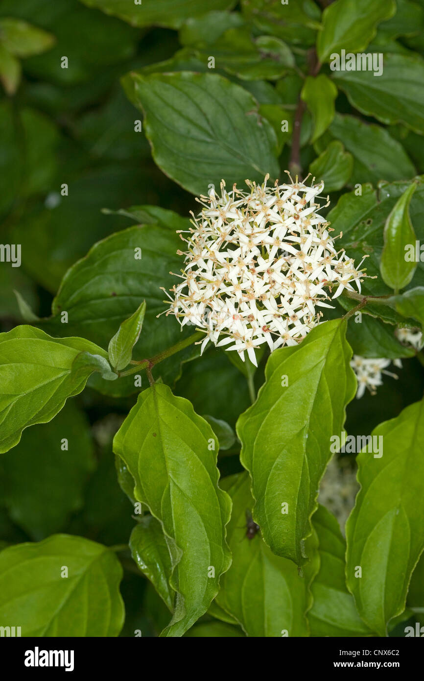 Corniolo, dogberry (Cornus sanguinea), fioritura, Germania Foto Stock