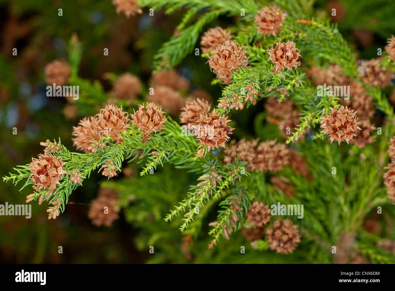 Cedro giapponese (Cryptomeria japonica), il ramo con i coni Foto Stock