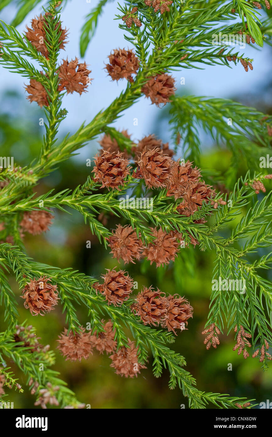Cedro giapponese (Cryptomeria japonica), il ramo con i coni Foto Stock