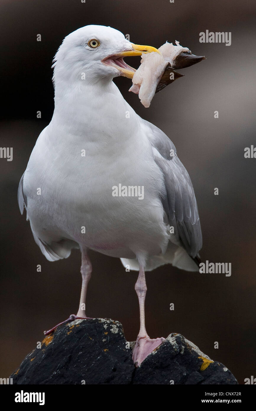 Aringa gabbiano (Larus argentatus), con resti di pesce nel becco, Germania Foto Stock