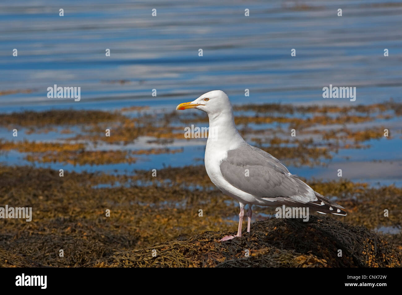 Aringa gabbiano (Larus argentatus), seduta in mare di Wadden, Germania Foto Stock