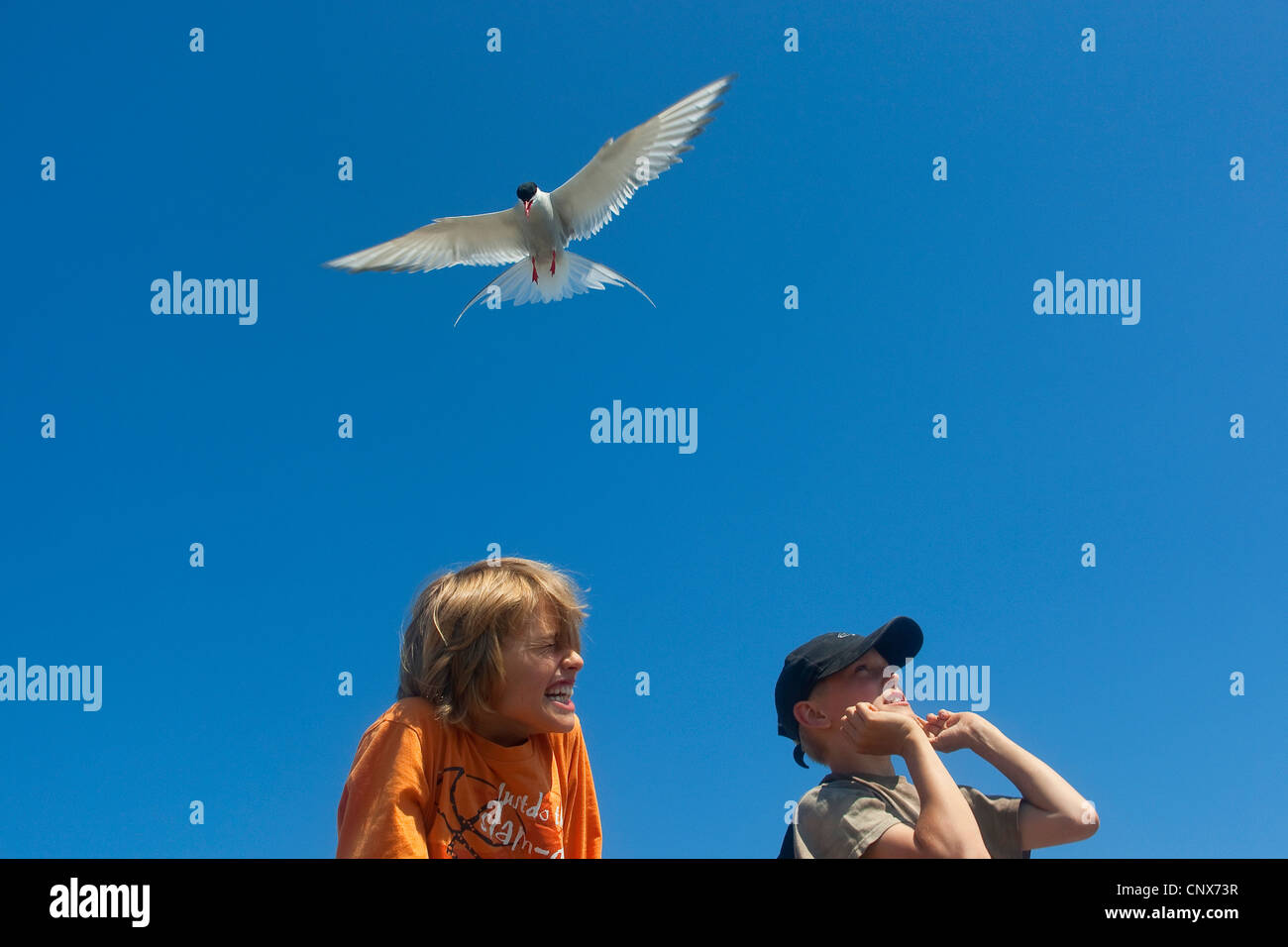 Arctic Tern (sterna paradisaea), attaccando i bambini, Germania Foto Stock