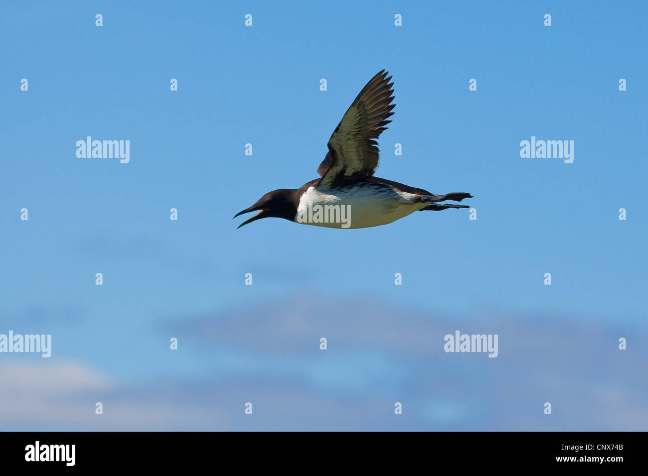 Comune di guillemot (Uria aalge), flying Foto Stock