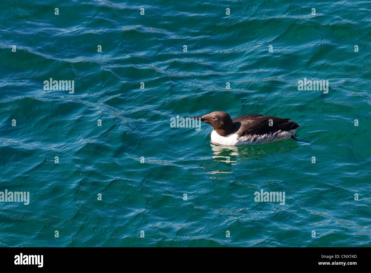 Comune di guillemot (Uria aalge), piscina sul mare Foto Stock