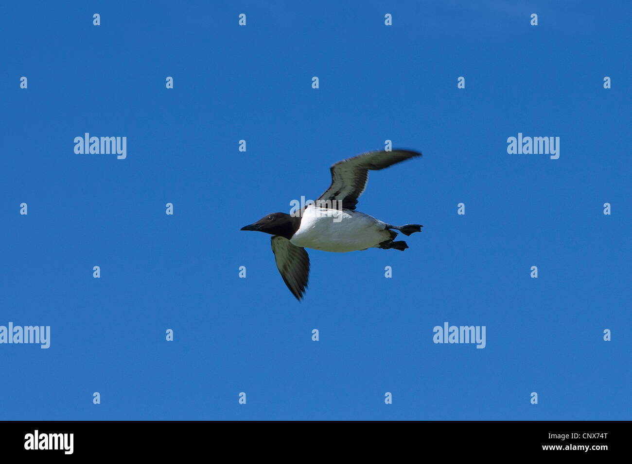 Comune di guillemot (Uria aalge), flying Foto Stock