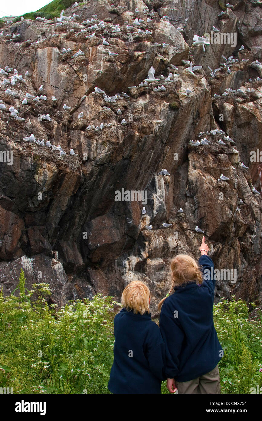 Nero-zampe (kittiwake Rissa tridactyla, Larus tridactyla), bambini guardare la colonia di allevamento, la Germania, l'isola di Helgoland Foto Stock