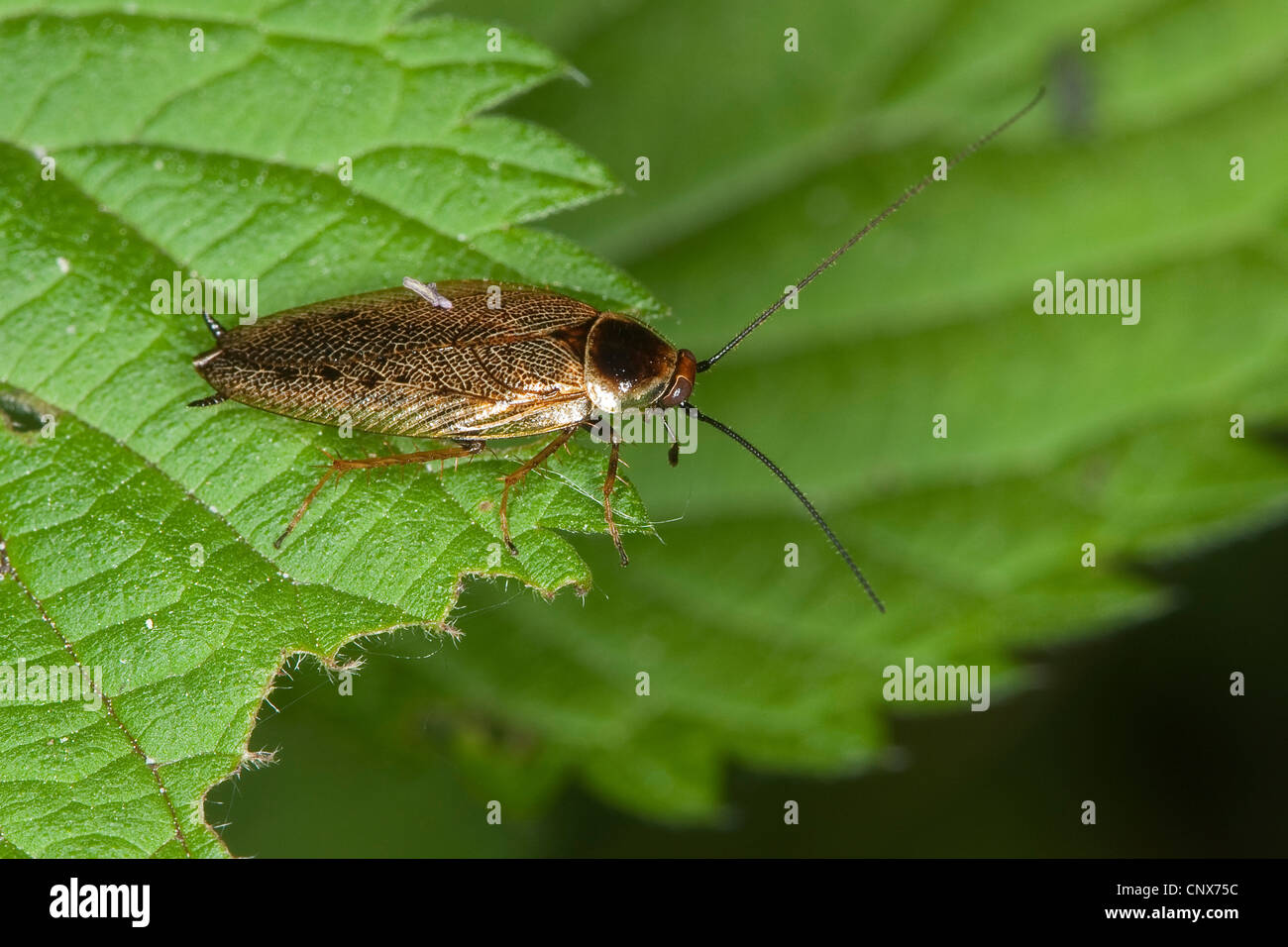 Ectobid scarafaggio (Ectobius spp), seduta su una foglia, Germania Foto Stock