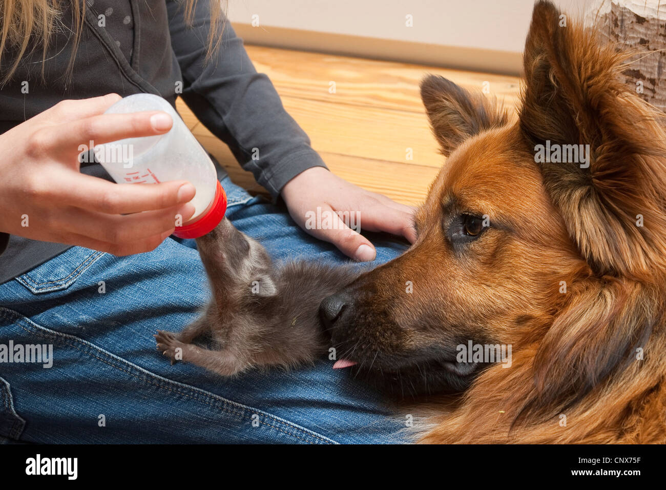 Procione comune (Procione lotor), cucciolo allevamento da umani, cane che lo lambisce, Germania Foto Stock