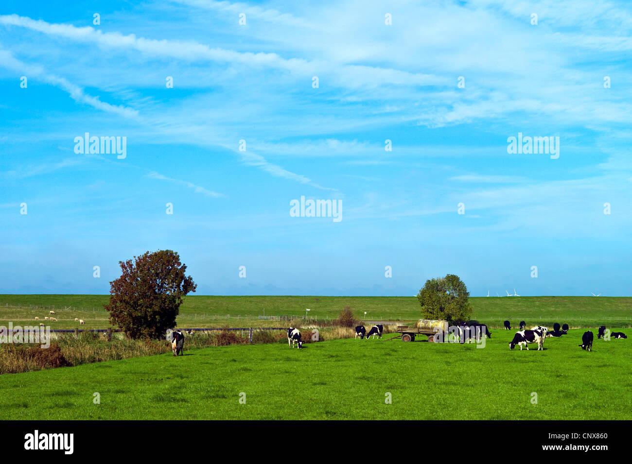 Gli animali domestici della specie bovina (Bos primigenius f. taurus), vista su pascolo presso la diga di Ems, Germania, Bassa Sassonia, Frisia orientale, Rheiderland Foto Stock