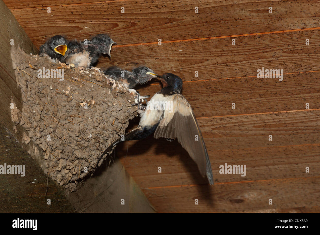 Barn swallow (Hirundo rustica), giovani ingoiare al nido, Germania Foto Stock