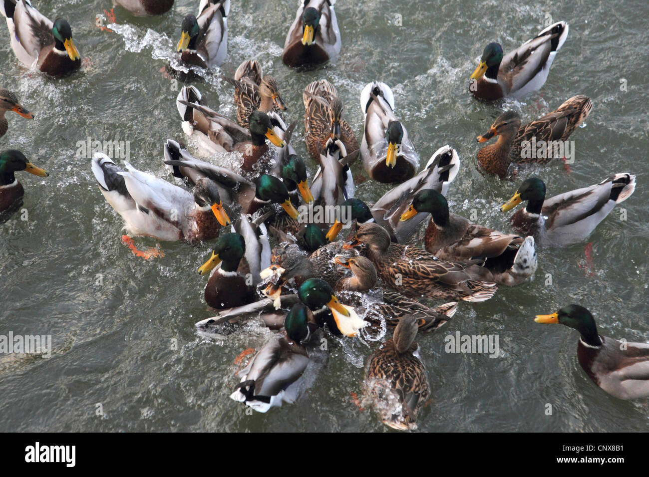 Il germano reale (Anas platyrhynchos), un grande numero di uccelli affollano insieme combattere su pezzi di pane gettato in acqua Foto Stock