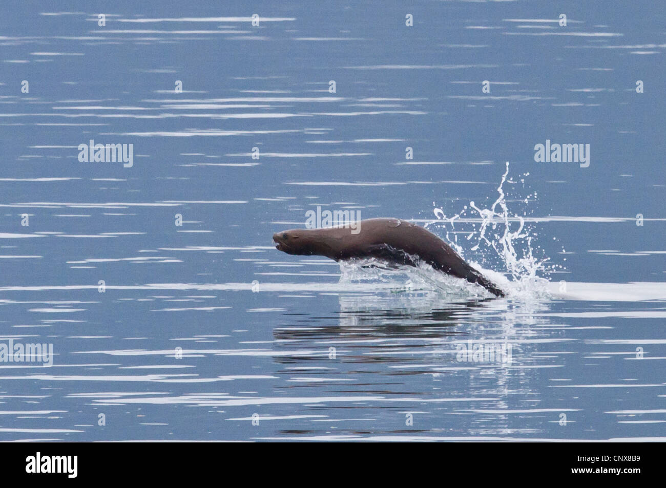 Northern Sea Lion, Steller Sea Lion (Eumetopias jubatus), saltando fuori dall'acqua, STATI UNITI D'AMERICA, Alaska, Parco Nazionale di Glacier Bay Foto Stock