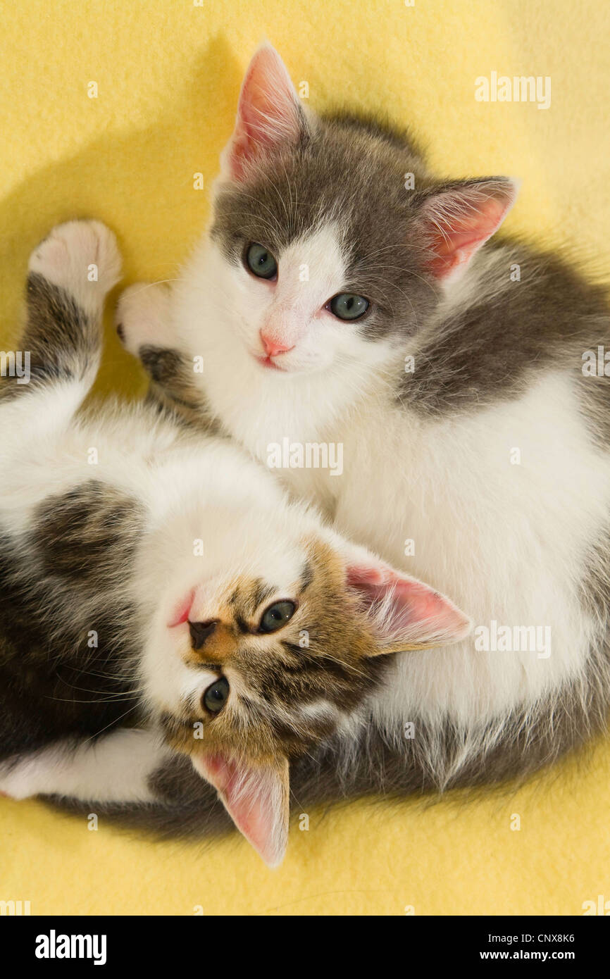 Il gatto domestico, il gatto di casa (Felis silvestris f. catus), due giovani gattini giacente su una coperta Foto Stock