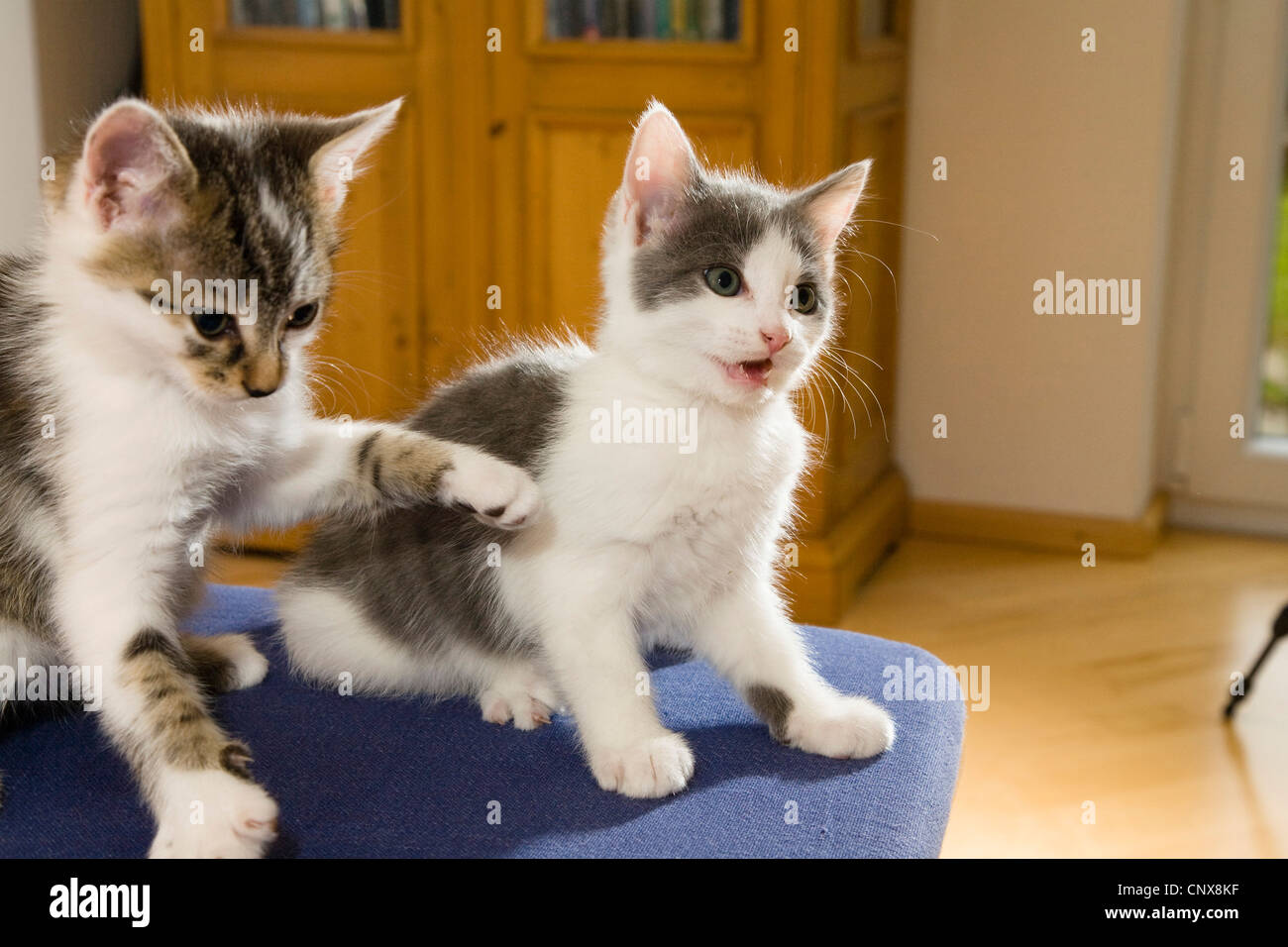 Il gatto domestico, il gatto di casa (Felis silvestris f. catus), due giovani gattini giocando Foto Stock