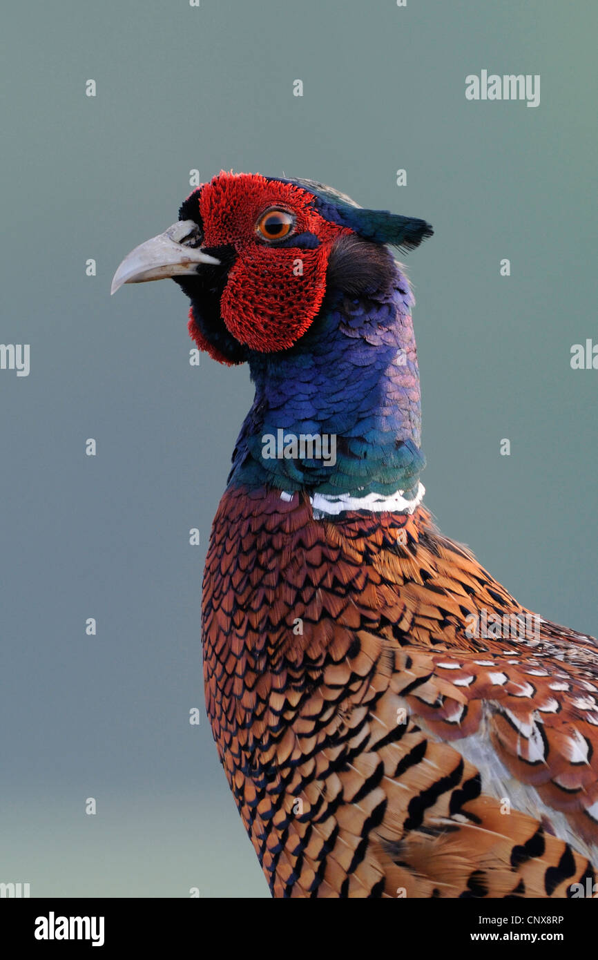 Il fagiano comune, Caucaso, Fagiano Fagiano caucasico (Phasianus colchicus), ritratto, Germania Foto Stock