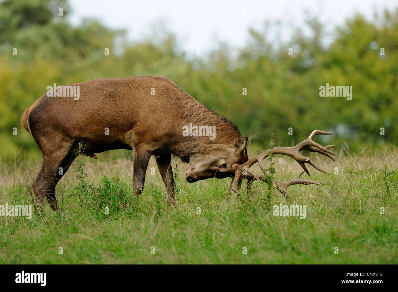 Il cervo (Cervus elaphus), maschio in accoppiamento stagione, Germania Foto Stock