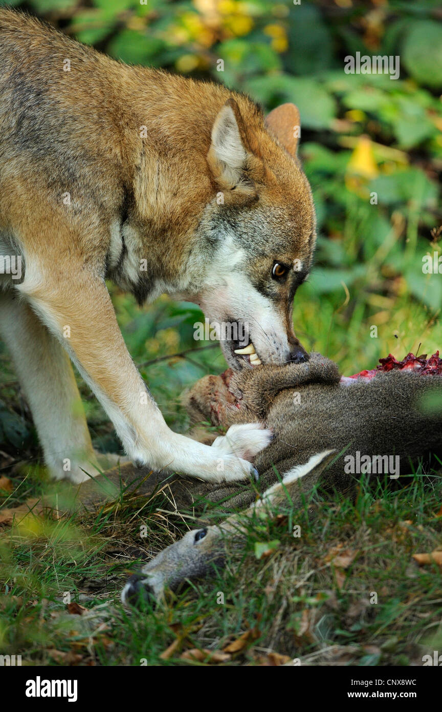 Unione lupo (Canis lupus lupus), si nutrono di cervi, in Germania, in Baviera, Nationalpark Bayerischer Wald Foto Stock