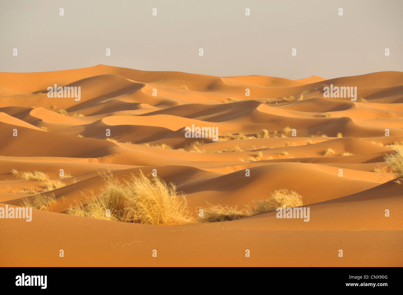 Le dune di sabbia di Erg Chebbi Marocco Sahara, Foto Stock