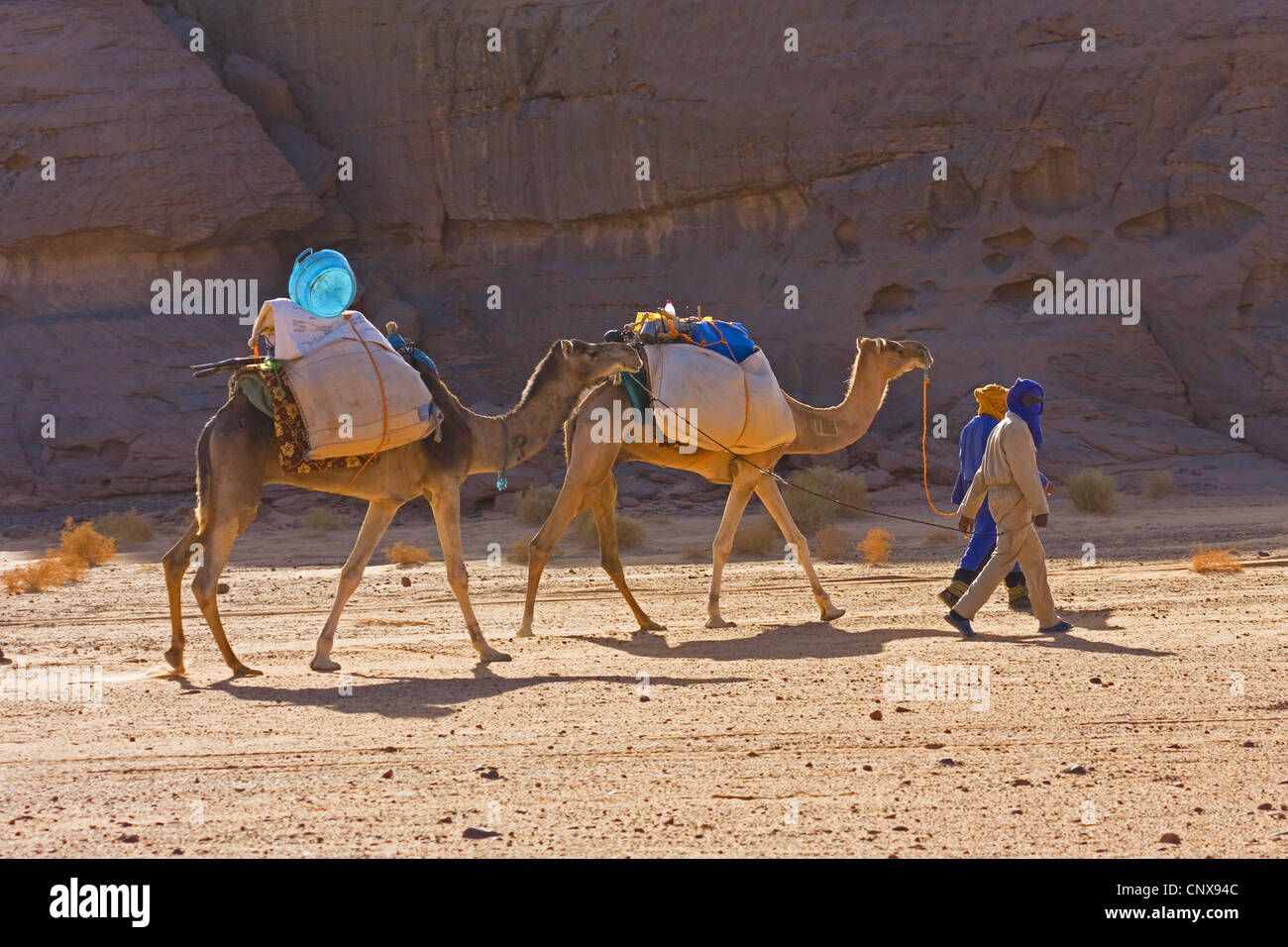 Dromedario, one-humped camel (Camelus dromedarius), la piccola carovana con dromedari al Acacus nel deserto libico, Libia, Sahara Foto Stock