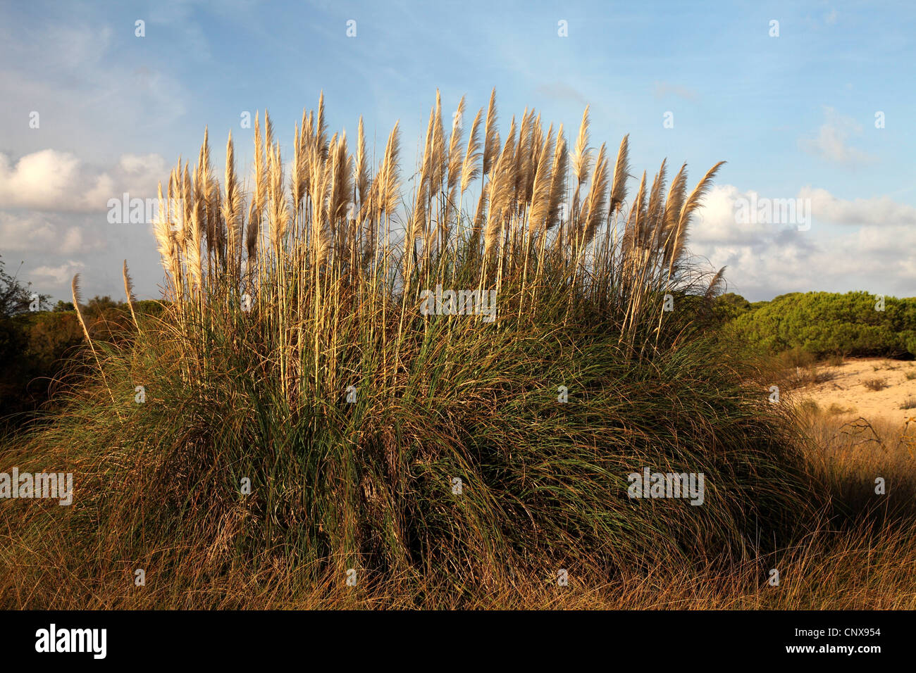 White pampas erba (Cortaderia selloana), naturalizzato di dune di El Portil, spagna Punta Umbria Foto Stock