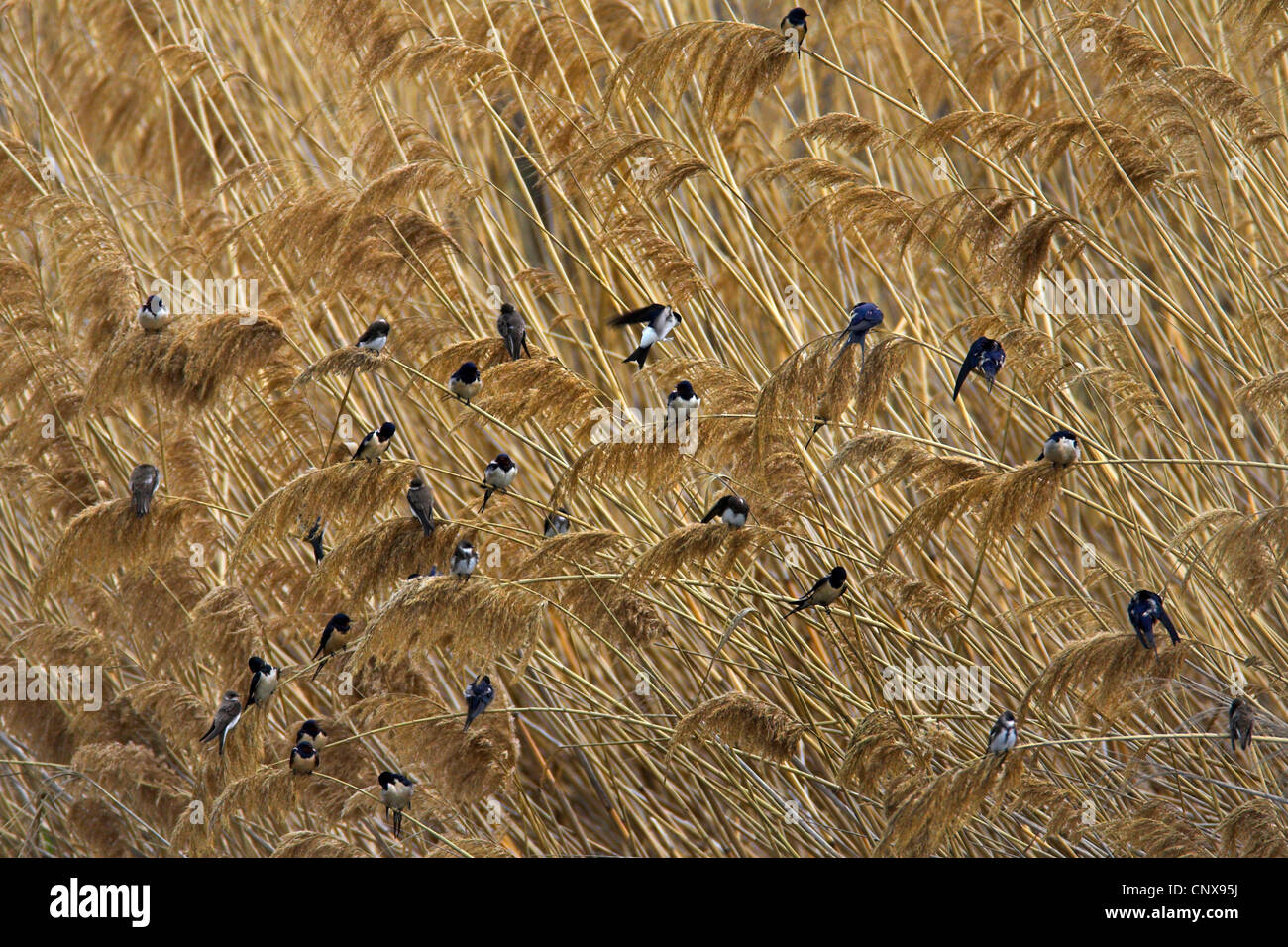 Barn swallow (Hirundo rustica), seduta con casa comune martin e sabbia martin nel pettine di un lago, Grecia, Lesbo Foto Stock