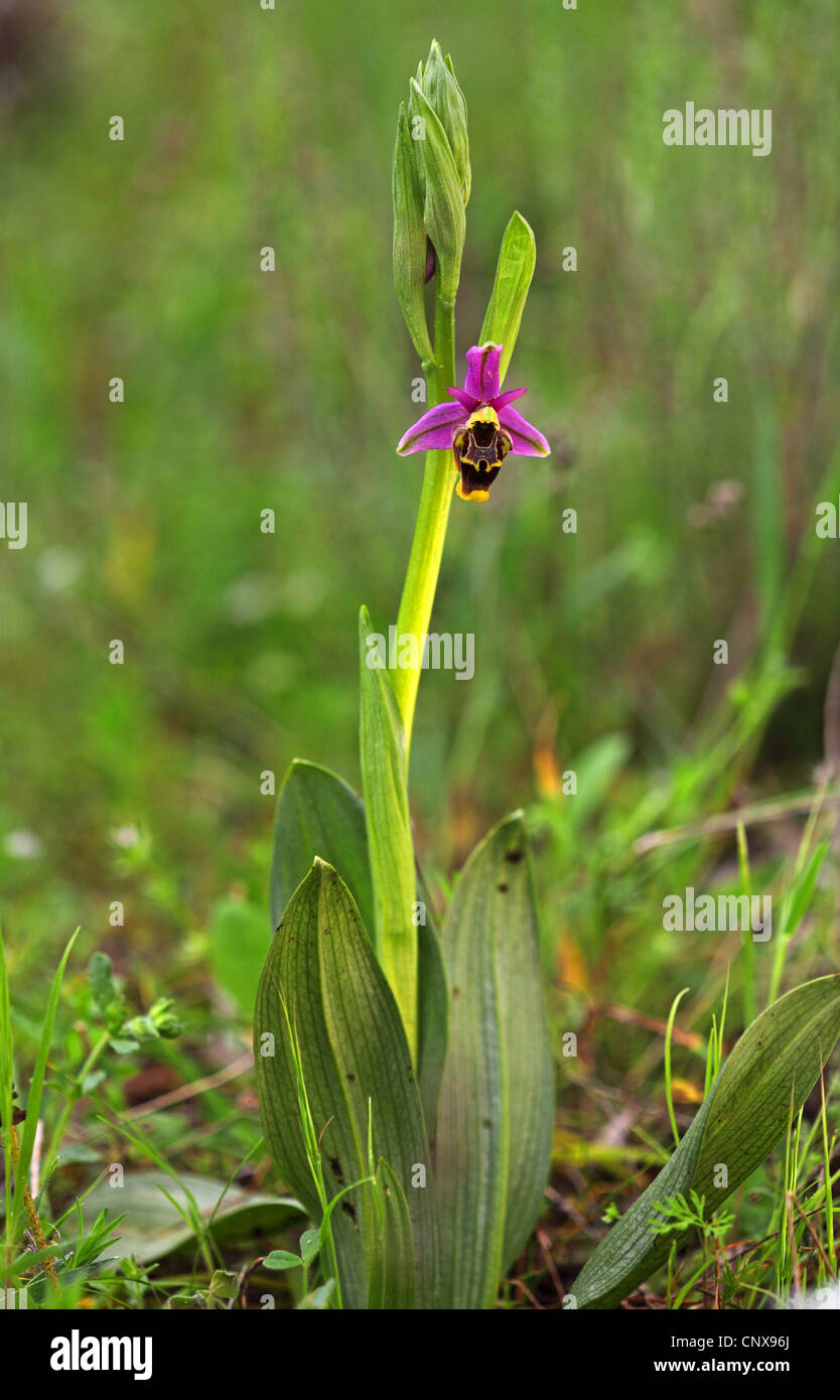 Deep Forest ophrys, beccacce orchidea (Ophrys scolopax), fioritura, Grecia, Lesbo Foto Stock