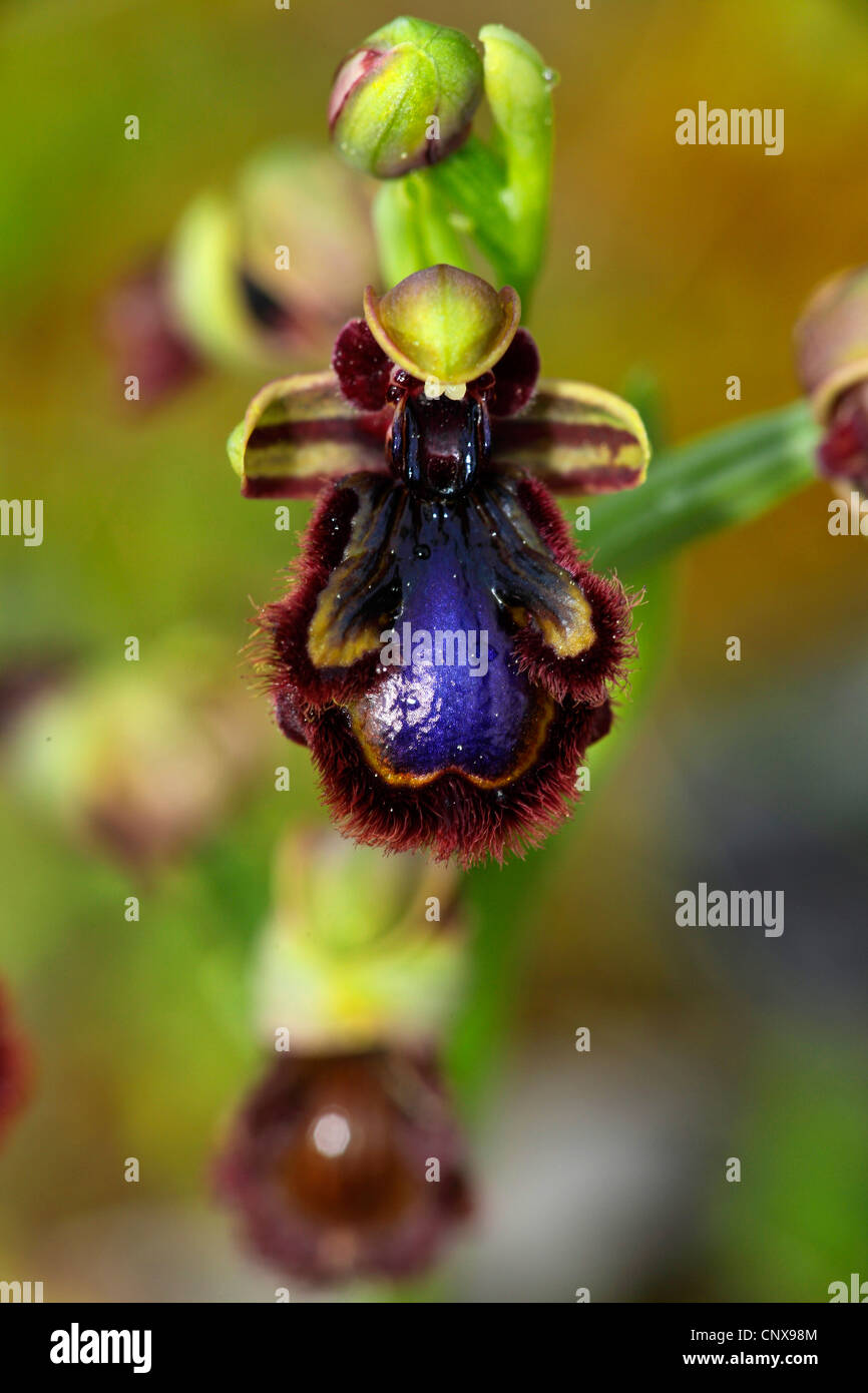Orchidea Specchio, specchio ophrys, verniciati ophrys (Ophrys ciliata, Ophrys speculum), fiore, Grecia LESBO Foto Stock