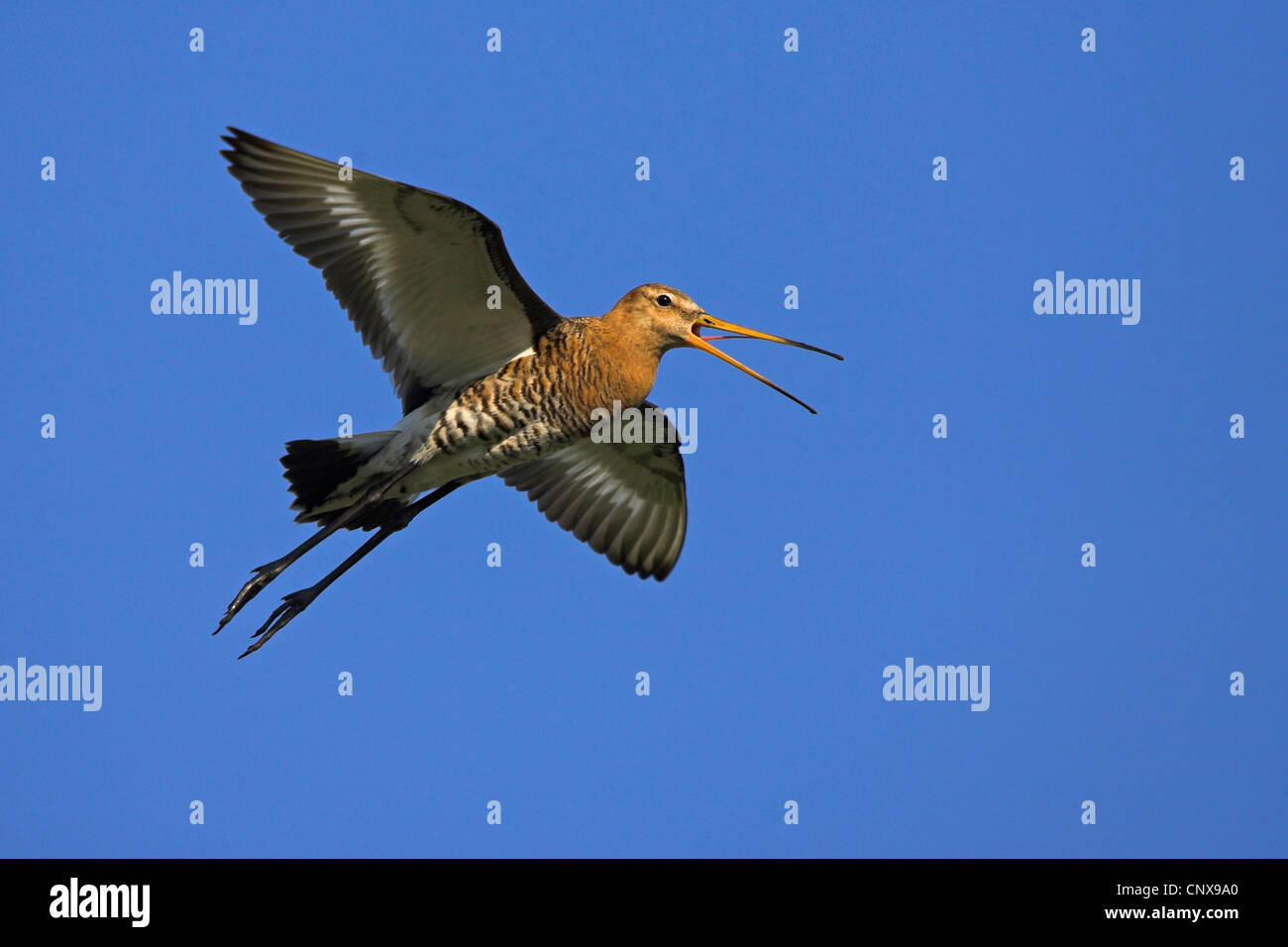 Nero-tailed godwit (Limosa limosa), avviso, Paesi Bassi, Texel Foto Stock