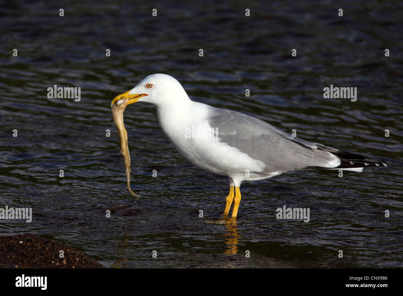 Giallo-zampe (gabbiano Larus cachinnans), inshallow permanente di acqua con un calamar nel suo becco, Grecia LESBO Foto Stock