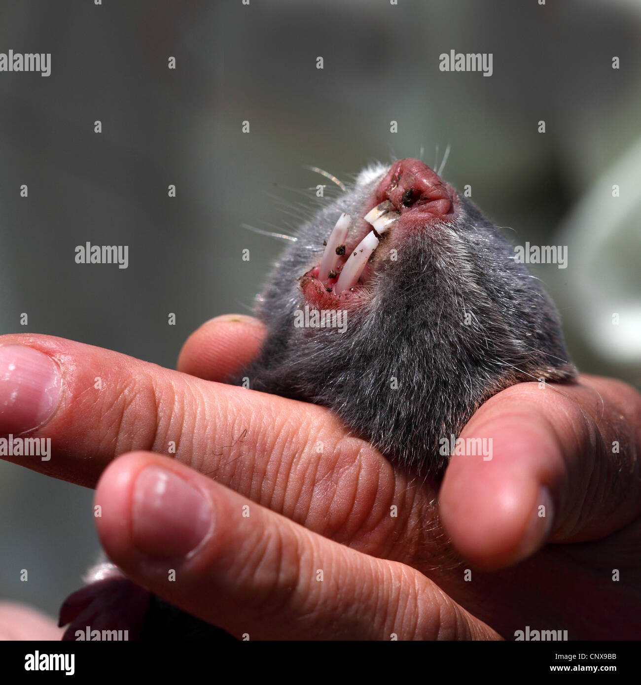 Minor mole-rat, western mole di ratto (Nanospalax leucodon, Microspalax leucodon), ritratto in mani umane, Bulgaria Foto Stock