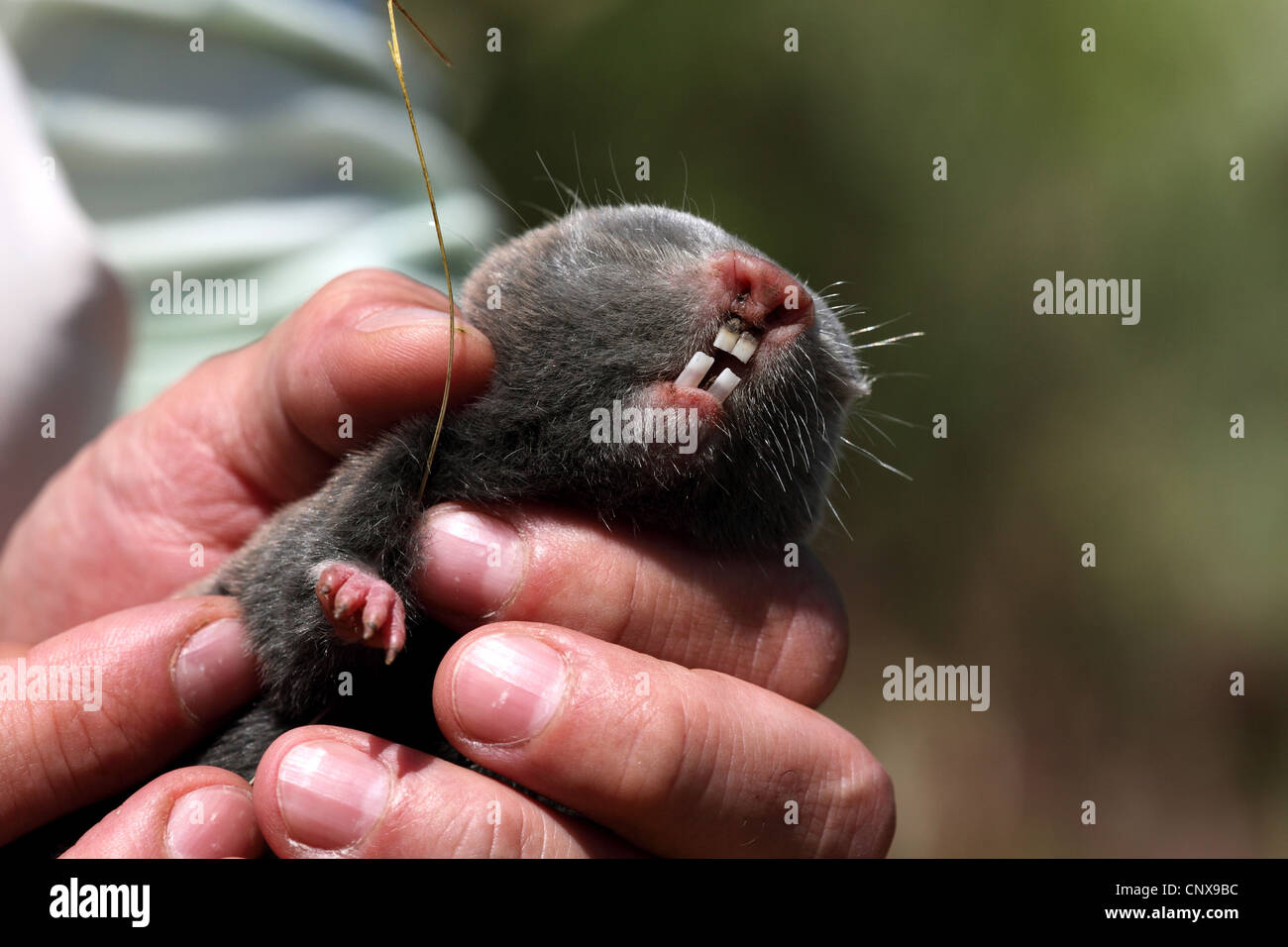 Minor mole-rat, western mole di ratto (Nanospalax leucodon, Microspalax leucodon), ritratto in mani umane, Bulgaria Foto Stock