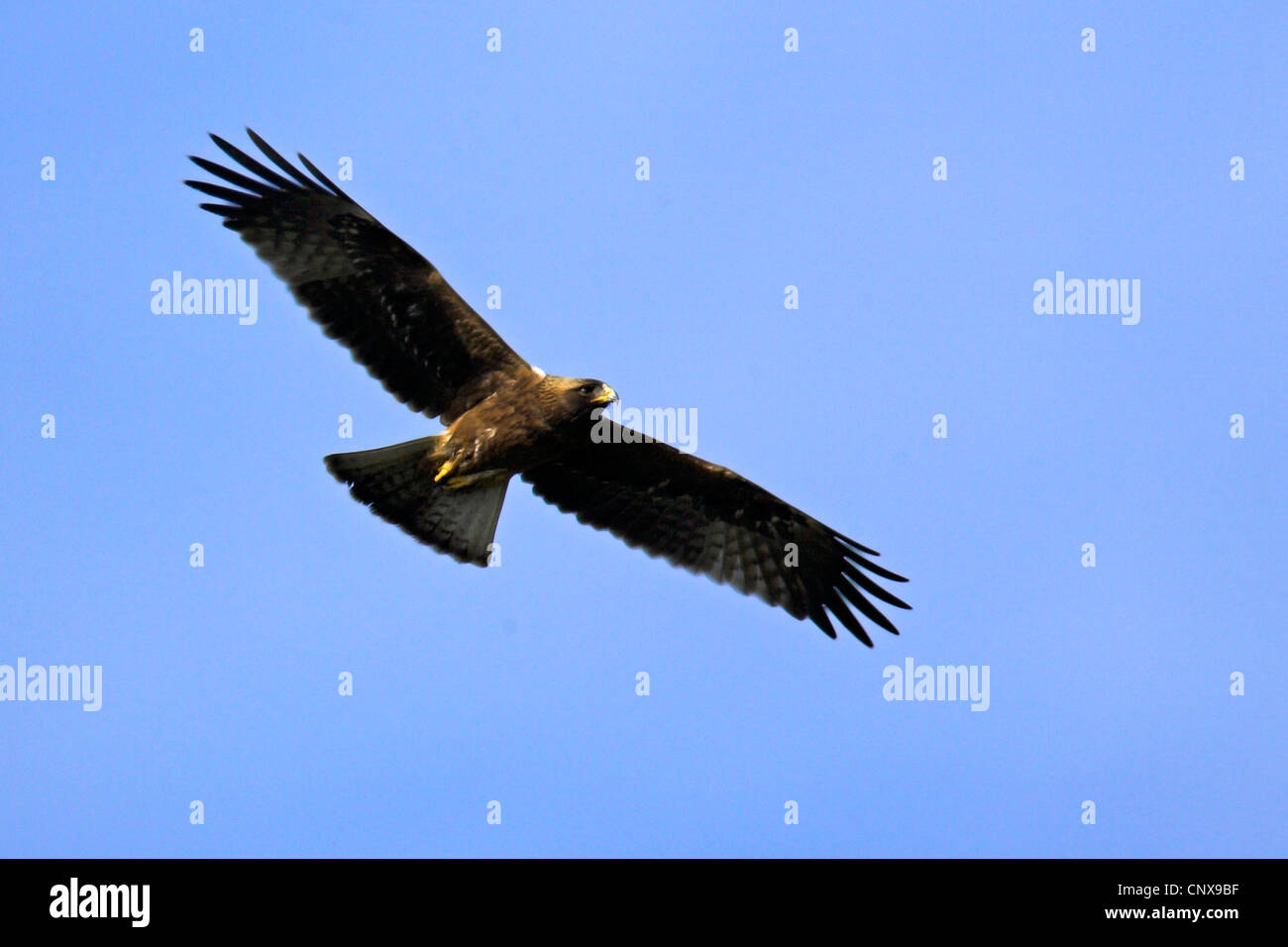 Avviato eagle (Hieraaetus pennatus), volare, Spagna, Coto de Donana Parco Nazionale Foto Stock