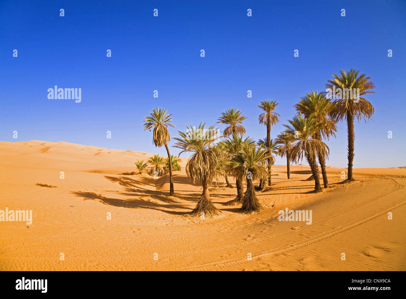 Data palm (Phoenix dactylifera), Oasi Um el Ma nel deserto libico, Libia, Sahara Foto Stock