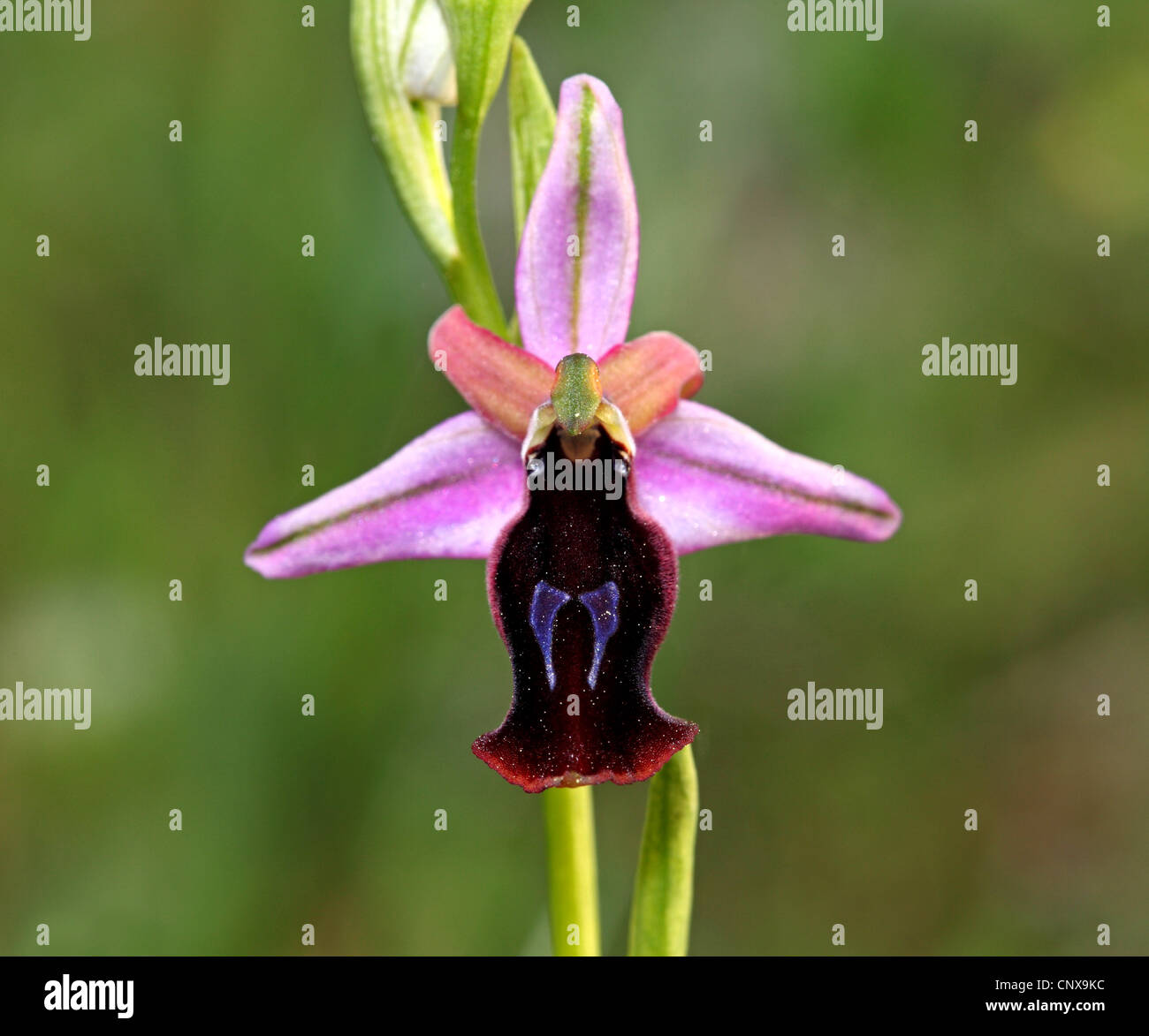 Ferro di cavallo (orchidee Ophrys ferrum equinum-), fiore, Grecia LESBO Foto Stock