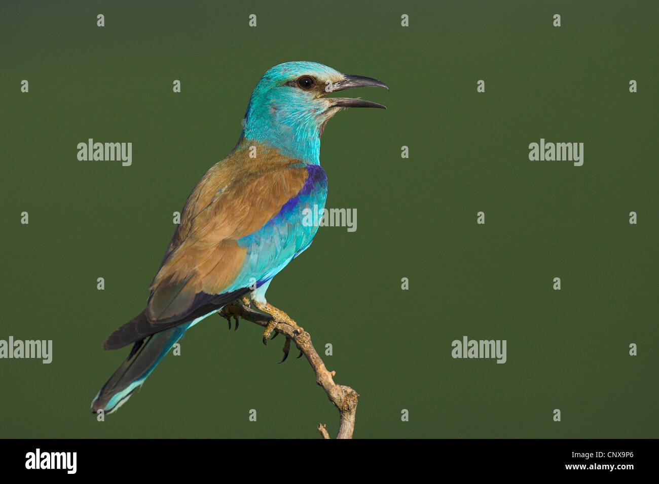 Rullo europea (Coracias garrulus), seduto su un ramo con becco aperto, Bulgaria Foto Stock